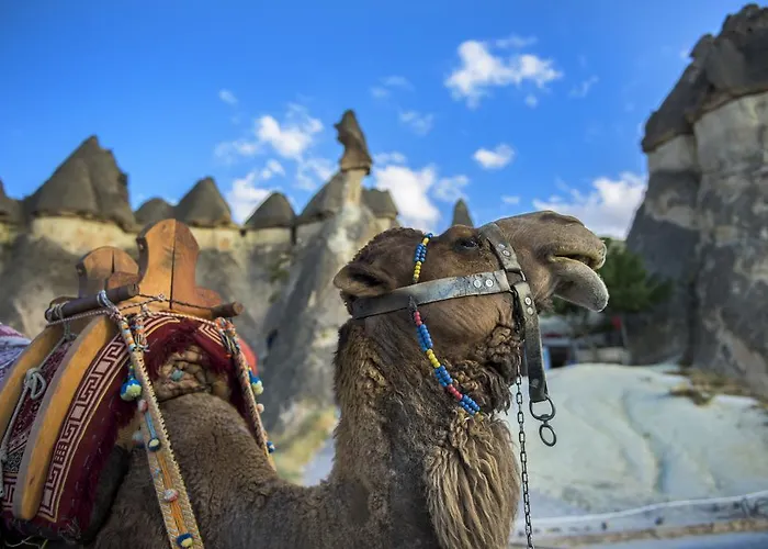 ايدينلي كابف فندق